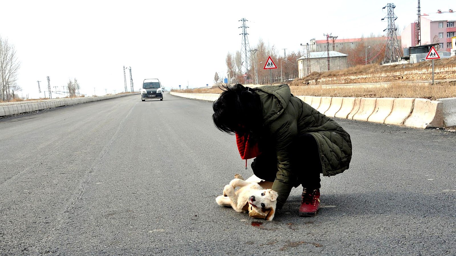 Dog Hit By Car Injuries Dog Choices