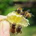 اختبر  معلوماتك عن عالم النحل