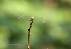 why do birds fly in swarms 10