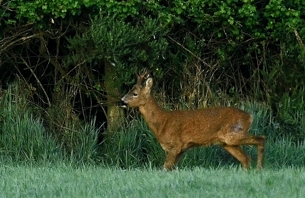 Alan James Photography Road Kill Roe Deer