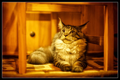 Stalone, the maine coon kitten