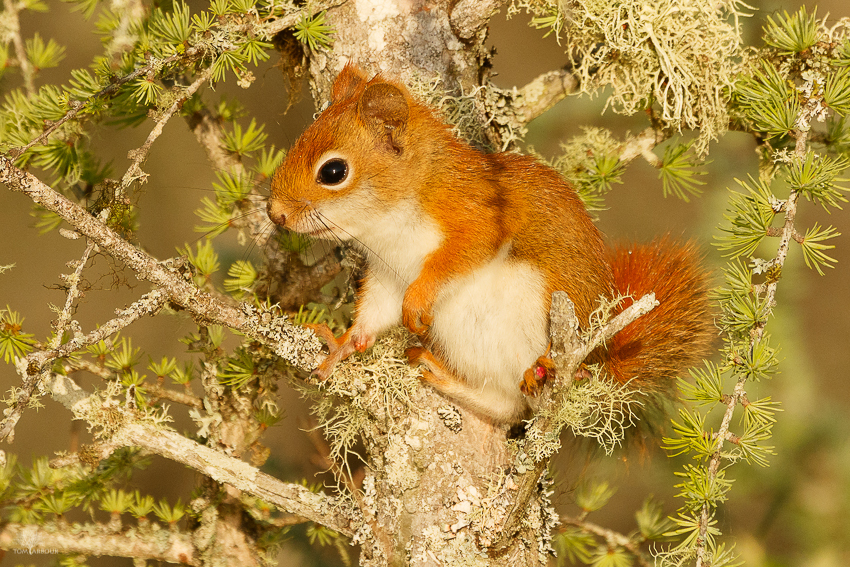 The Ohio Nature Blog The Red Squirrel in a Tamarack