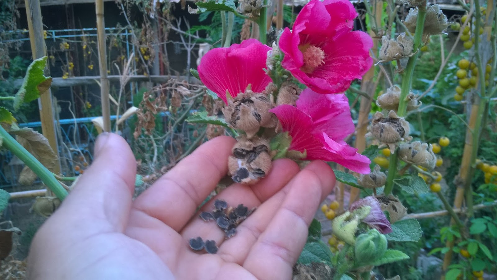 How To Grow Hollyhocks From Seeds