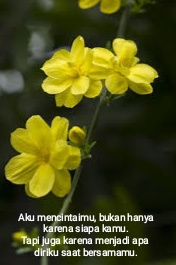 Gambar Bunga Melati Fourwedhe