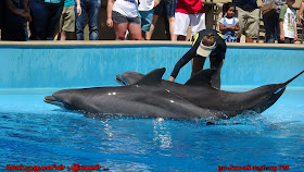 Dolphin Exhibit in Las Vegas