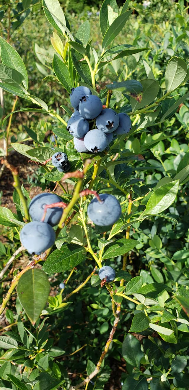 Happy to be Scrappy Blueberry season in Florida....