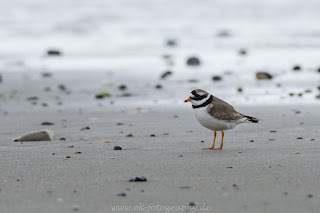 Sandregenpfeifer wildlife auf Helgoland Düne Nikon Olaf Kerber