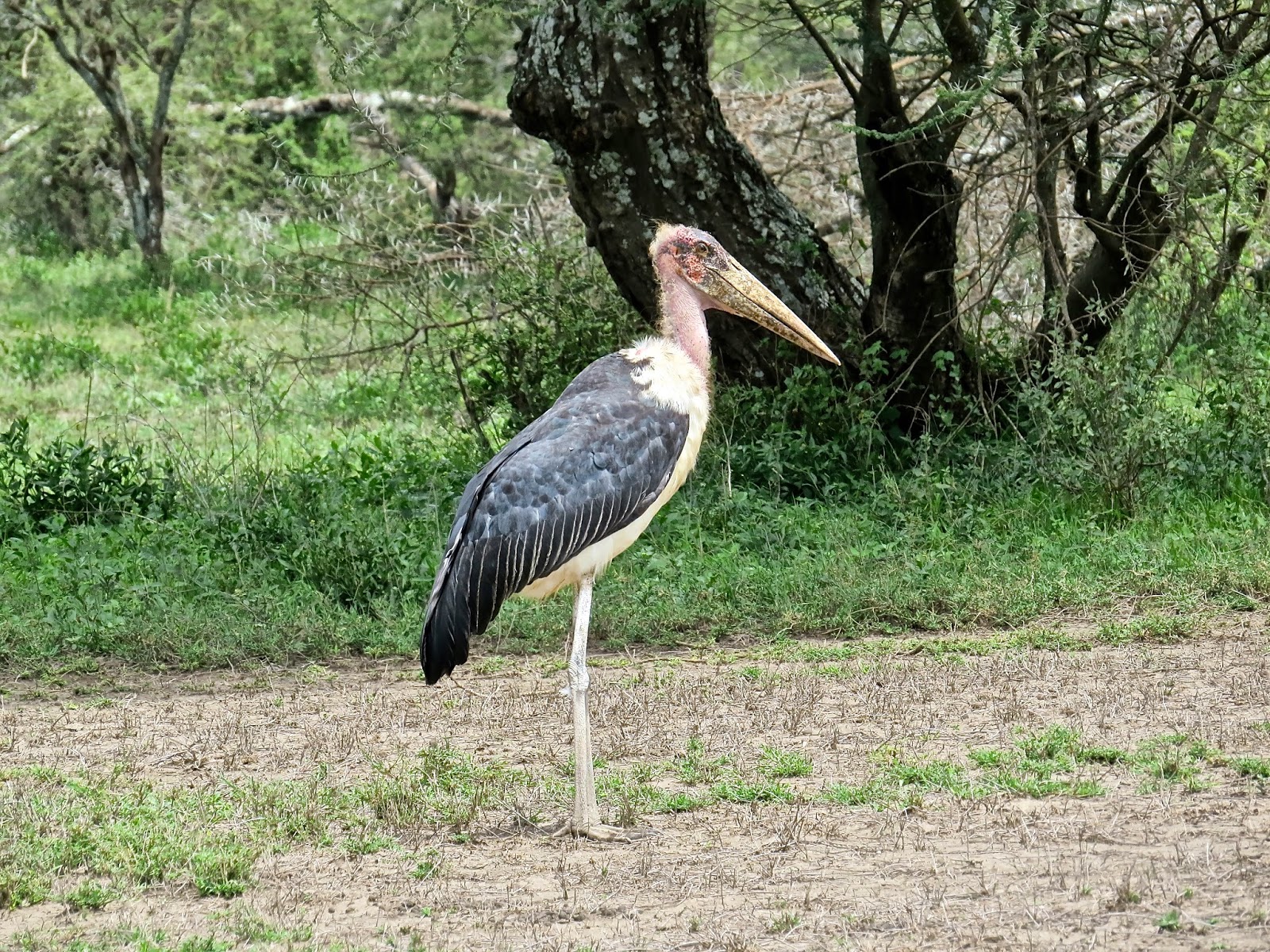 Garden Diary: Tanzania XIII. Birds from the Serengeti.