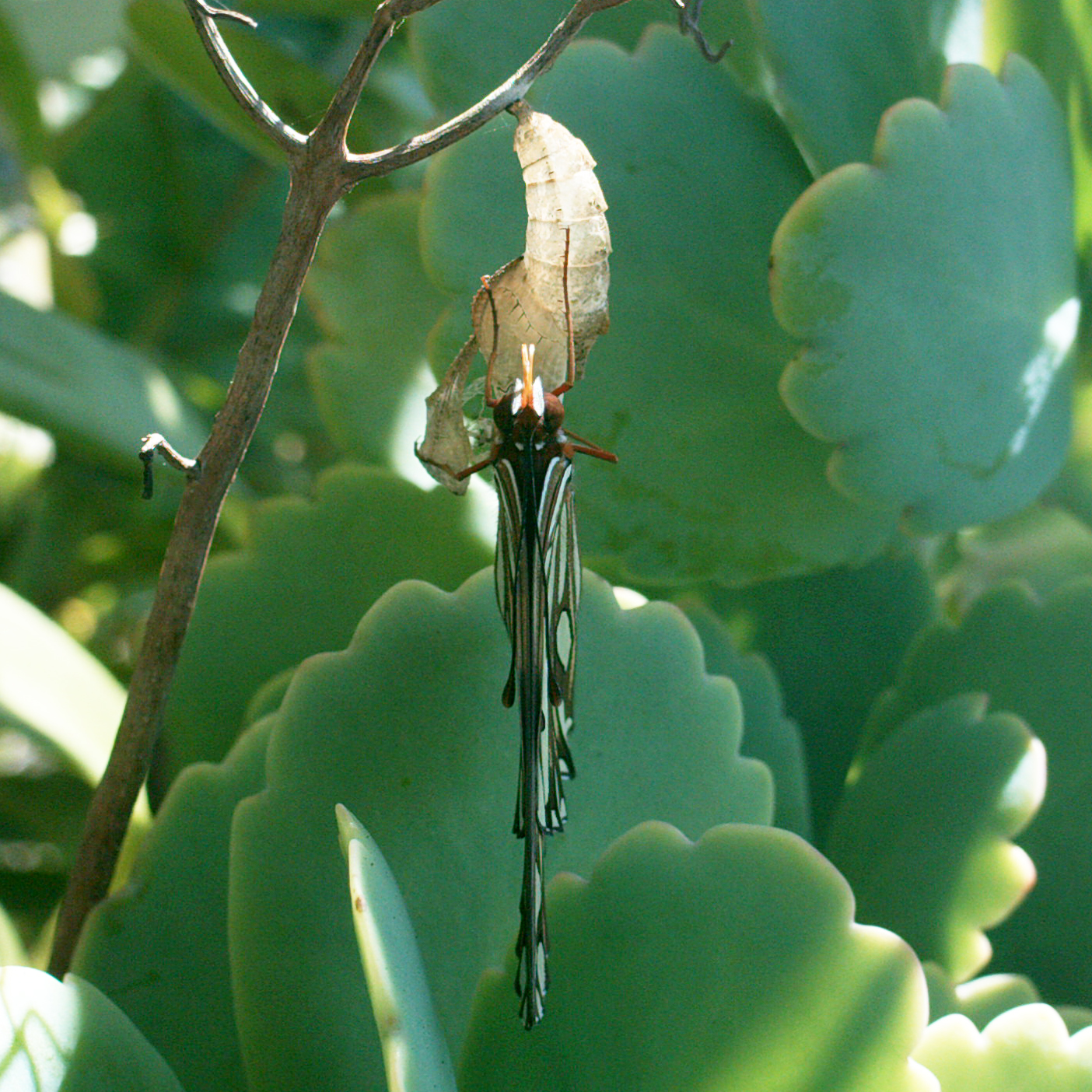 BirdCam on Cheltenham The Butterfly Emerges!