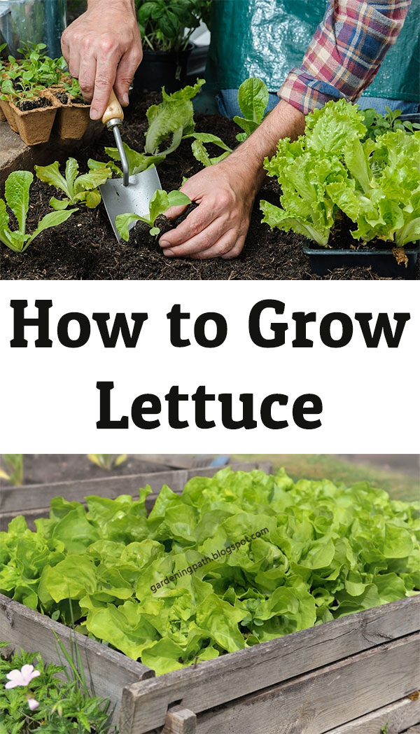 How to Grow Lettuce
