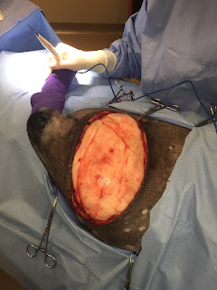 lipomas lipoma dog dogs surgical removal giant fig incision initial same