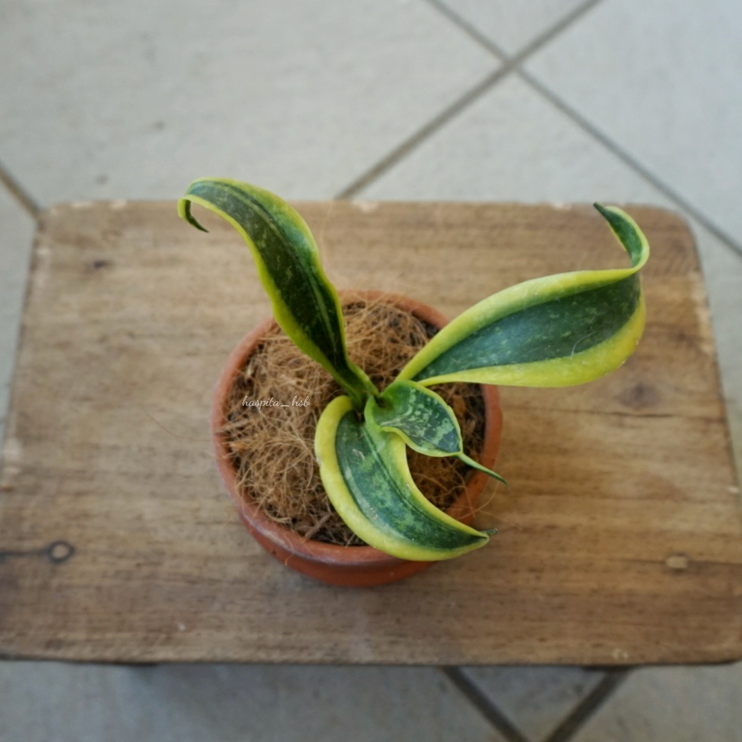 Сансевиерия твистер систер. Сансевиерия твистед систер. Сансевиерия мистер твистер. Сансевиерия ханни цунами. Сансевиерия твистер систер.