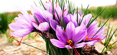 Bunga Saffron Bisa Redahkan Stress Dan Depresi