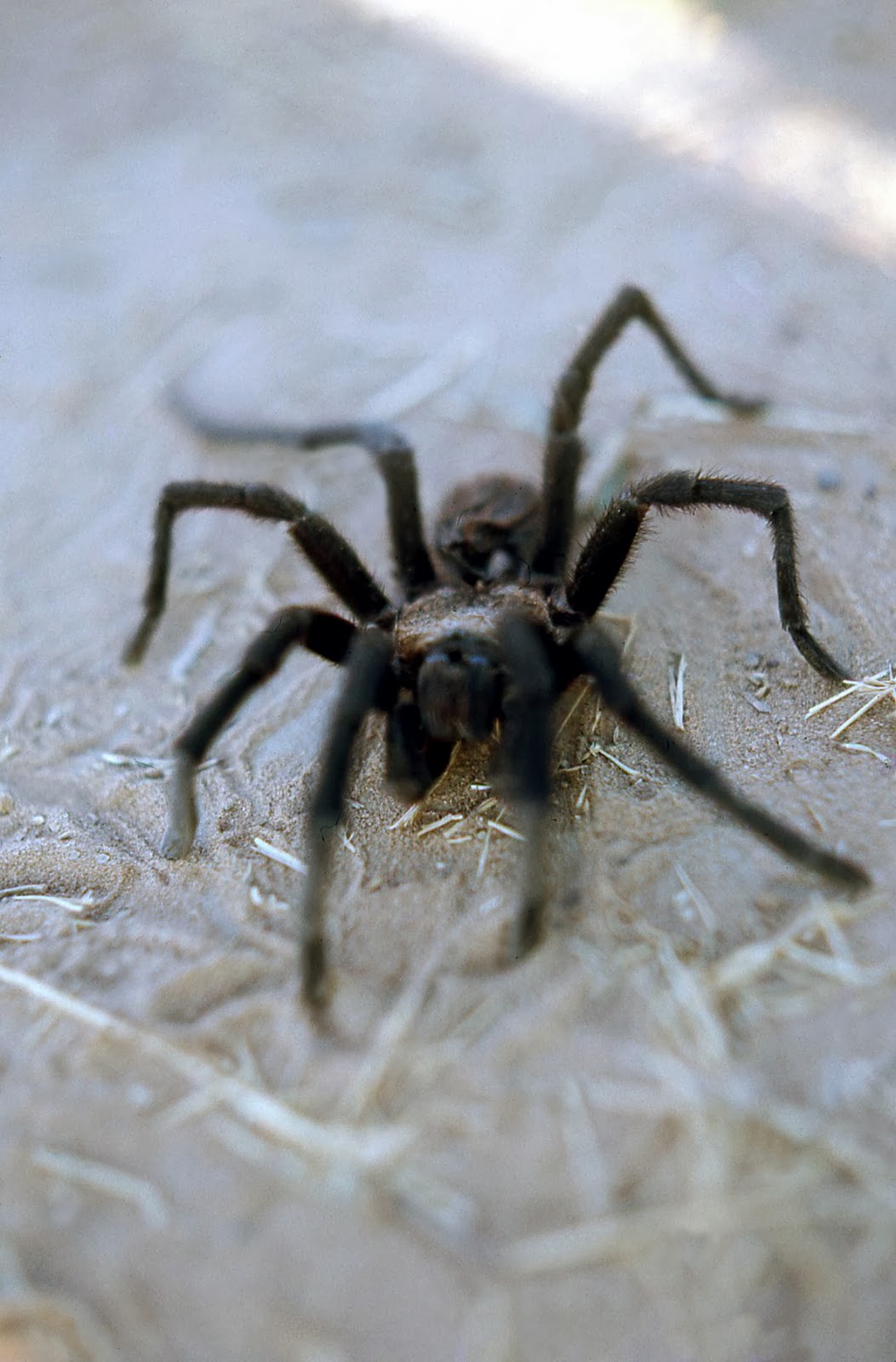 Игры пауки зомби. Долгоножка паук зомби. Черный Тарантул Lycosidae.