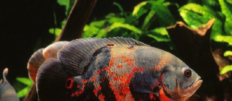 Jenis Jenis Ikan Hias Ini Dia Daftar Nama Ikan Yang Populer