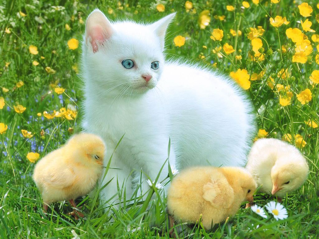 Yellow Wallpaper: Cat Cute HD Wallpaper Download Free