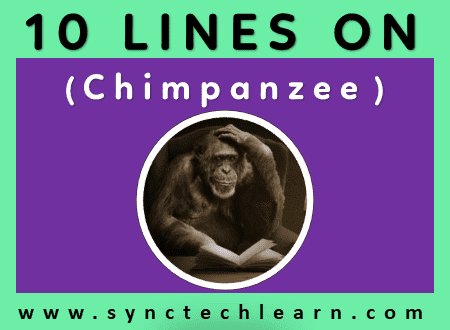 short essay on Chimpanzee
