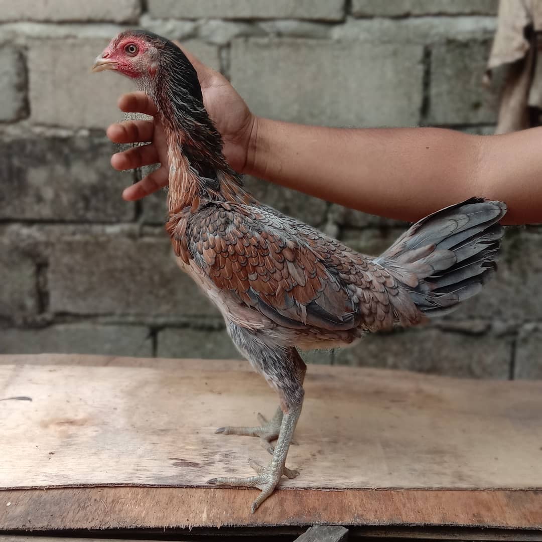 5 Ciri Ayam Magon Betina Original Yang Bagus Untuk Indukan Caracari