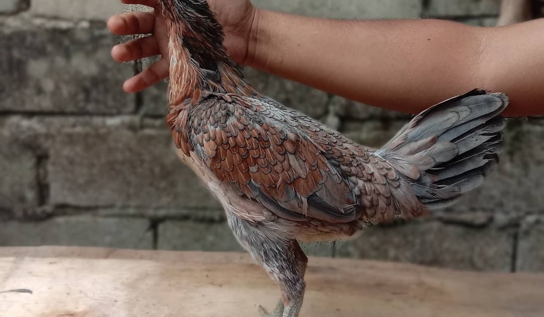 5 Ciri Ayam Magon Betina Original Yang Bagus Untuk Indukan Caracari