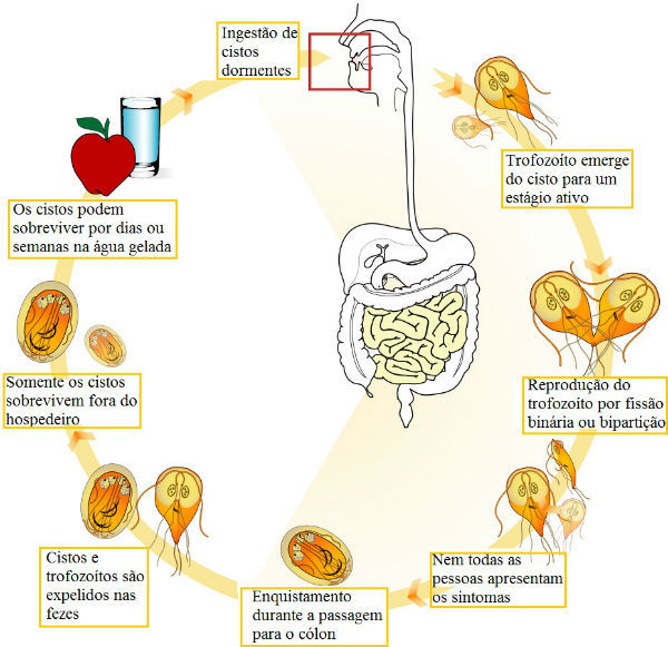 giardiase questoes