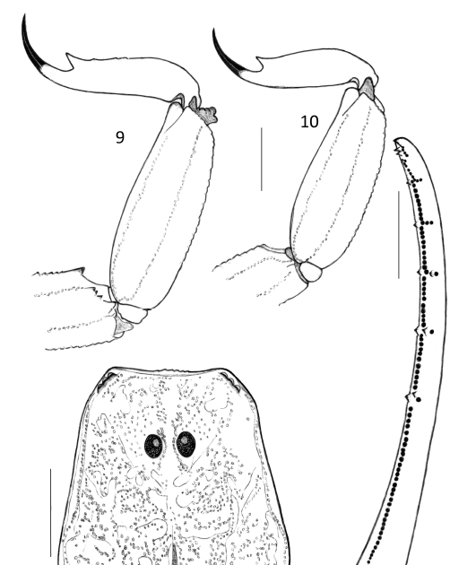 The Scorpion Files Newsblog New species of Ananteris from Brazil