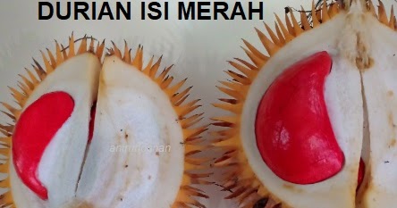 Udang isi merah durian Durian Udang