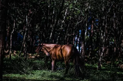 Equine Grazing at Wright Park Horse Stable Hill Baguio City Philippines