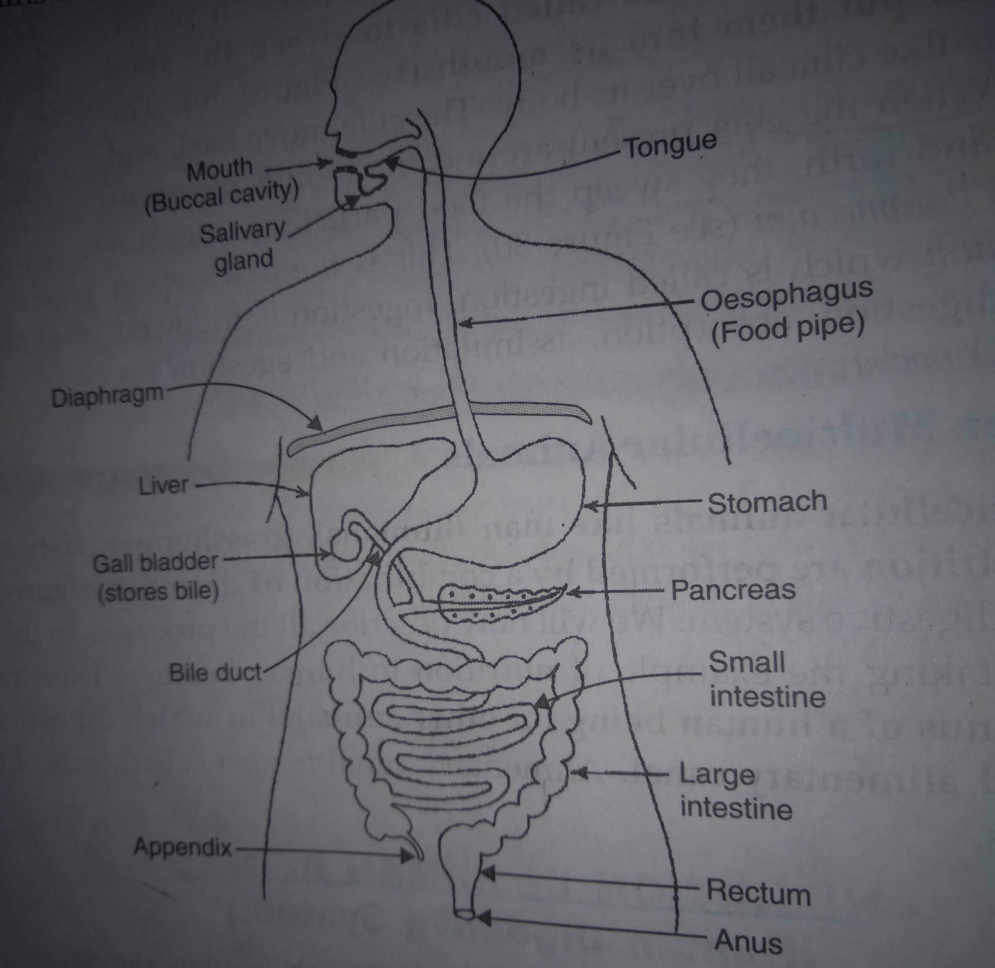 class-10-educational-hub-life-process-class-10-cbse-class-10-life