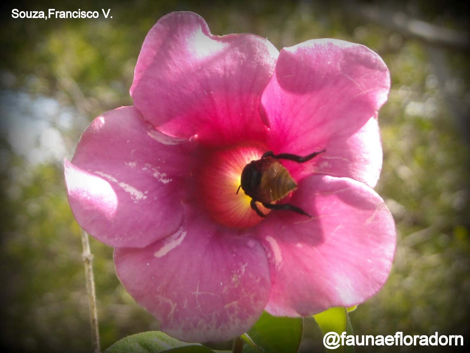 FAUNA E FLORA DO RN: Alamanda-roxa Allamanda blanchetii A.DC.