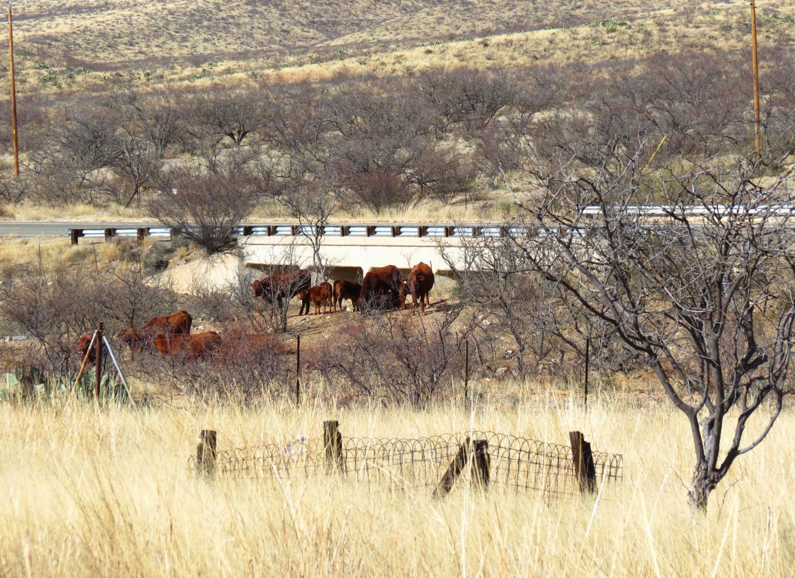 A Shot in the Light Pioneer Cemetery at Dos Cabezas, Arizona