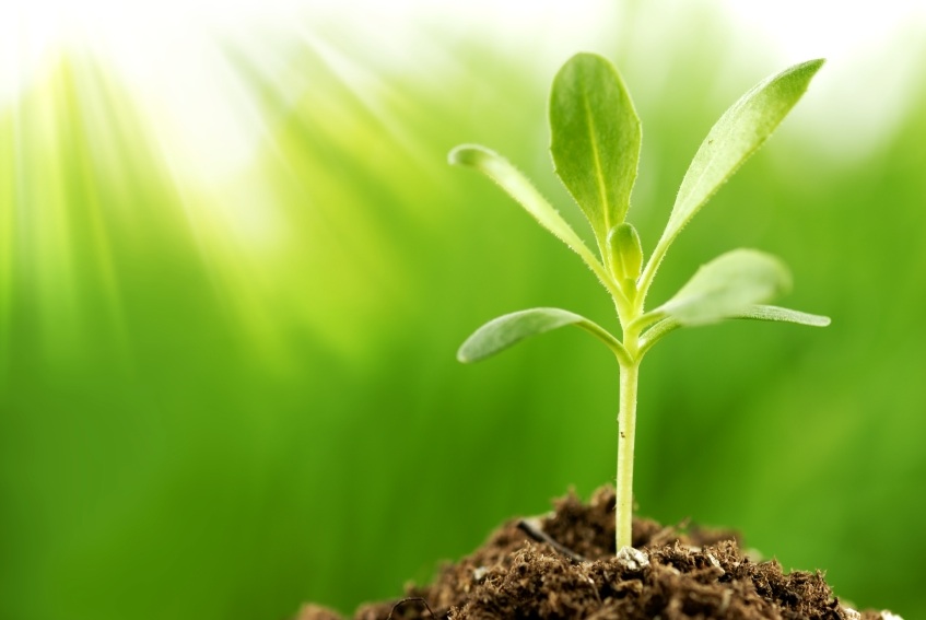 How Light Affects Plants Facts of the day How Light Affects Plants Facts of the day