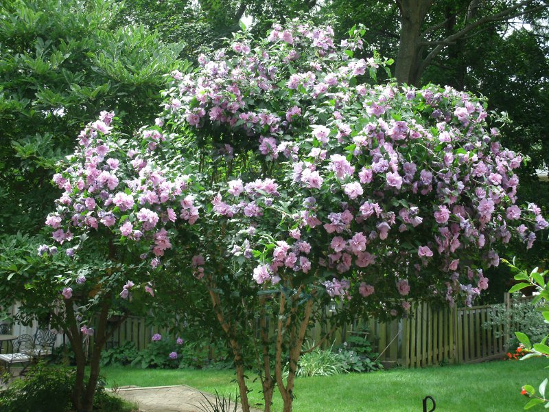 Flora And Fauna Plants And Critters Rose Of Sharon A Rose