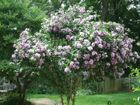 Hibiscus syriacus lavender chiffon Rose of Sharon shrub loaded with blooms by garden muses: a Toronto gardening blog