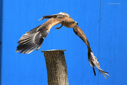 bird soaring wings passive eagle sanctuary diablo tawny potts aurora