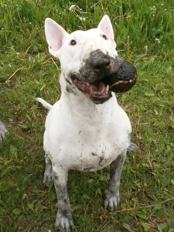 55+ Is English Bull Terrier A Dangerous Dog Picture Codepromos