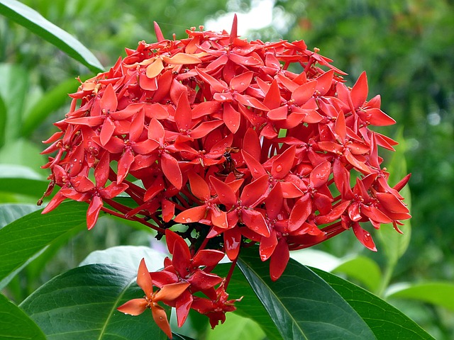 Ixora-rei-Ixora-macrothyrsa