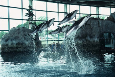 Show Delfines Shedd Aquarium