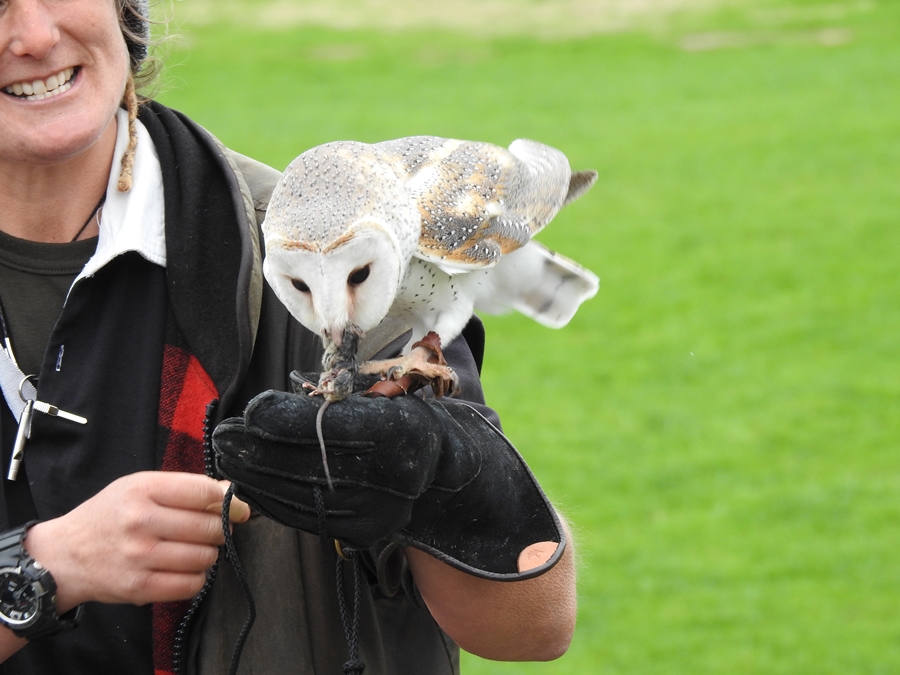 photographing New Zealand wingspan