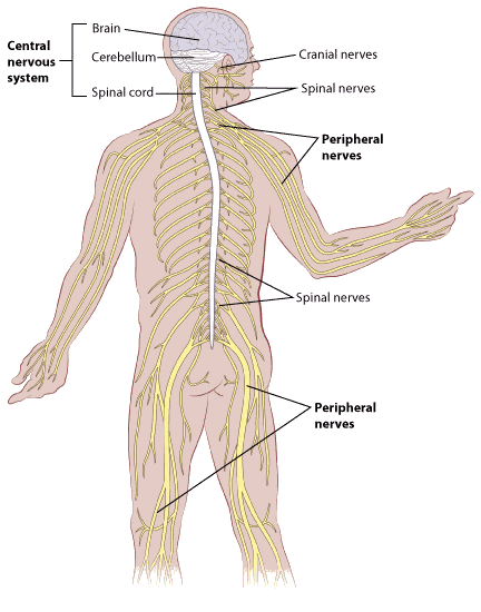 Illustration of Peripeheral Nerves from Wikipedia used by American Cancer Association