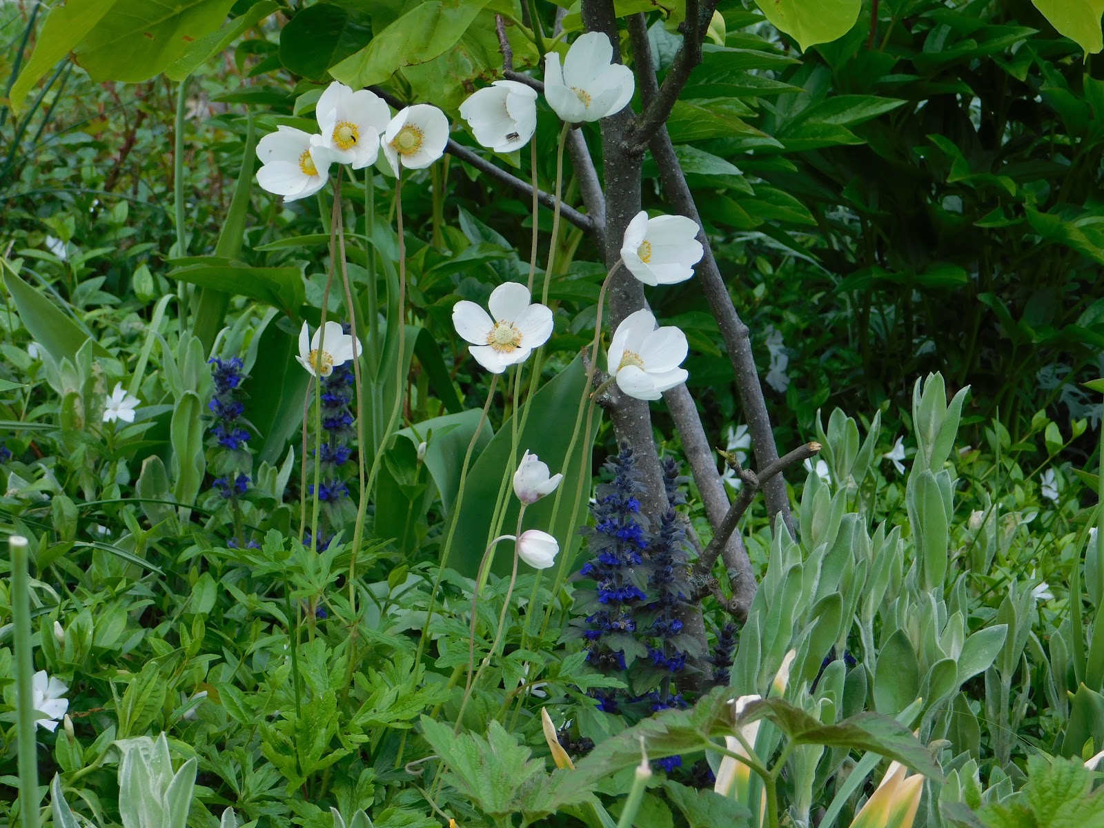 Der Garten im Mai