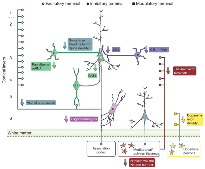 Nature Reviews Neuroscience Journal Nature Reviews Neuroscience Journal