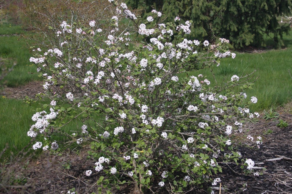 Flora Wonder Blog Viburnum When You Can Mulch Them