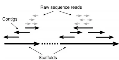 GENOME WIDE ANALYSIS: Genome mapping,assembly and comparison (#bioinformatics)(#biochemistry)(#biotechnology)(#ipumusings)