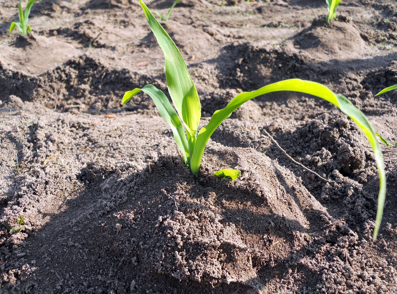 Home Garden How to Prevent Blown Over Corn