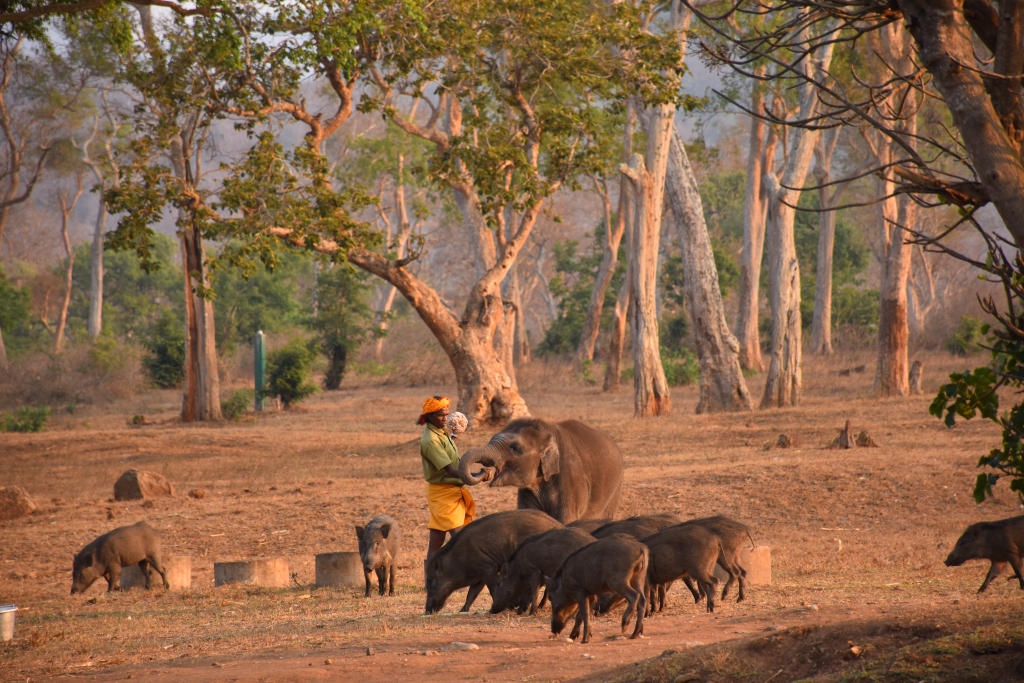 Tamilnadu Tourism: Thepakkadu Elephant Camp, Ooty, Nilgiris
