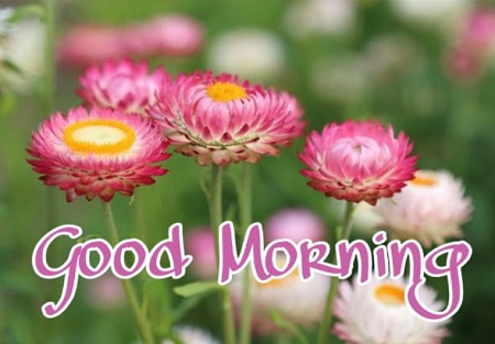 Share chat Good morning images Share chat Good morning images