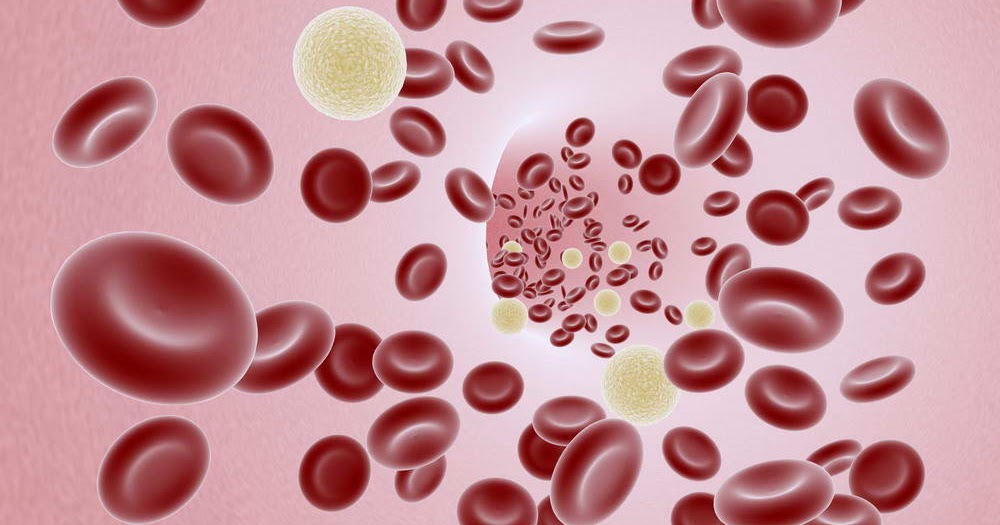 Повышенные лейкоциты в крови собаки