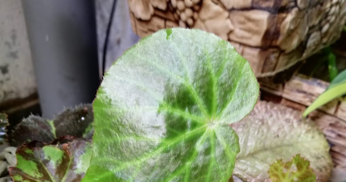 Garden Chronicles of James David Begonia U514