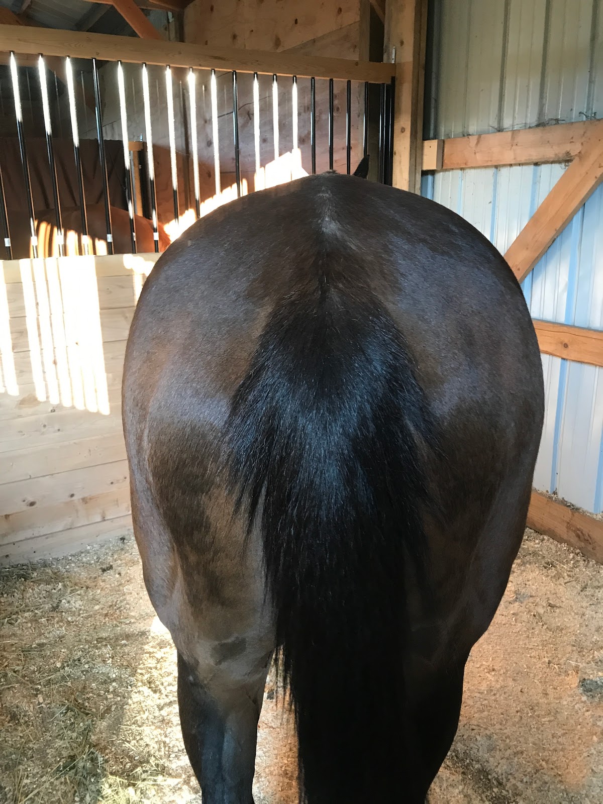 The Feral Red Horse Lumps and Bumps What do you do?