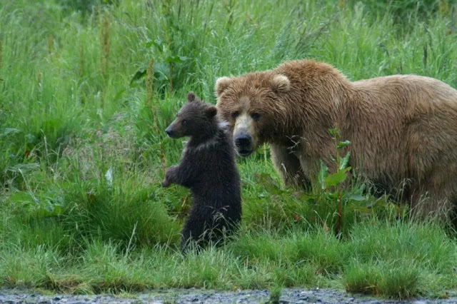 famous Kodiak brown bears KodiaK, Alaska 2 famous Kodiak brown bears KodiaK, Alaska 2